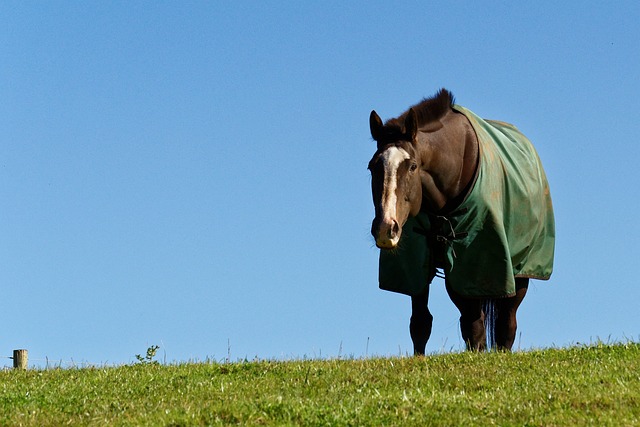 migliori coperte in spugna per cavalli