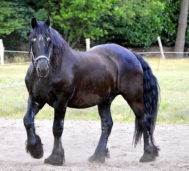 cavallo frisone storia