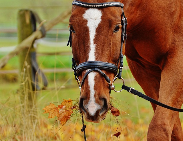 migliori lunghine per cavallo