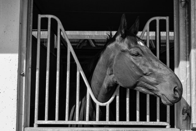 Quanto costa mantenere un cavallo in maneggio
