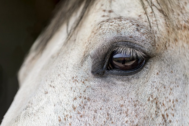 occhi del cavallo